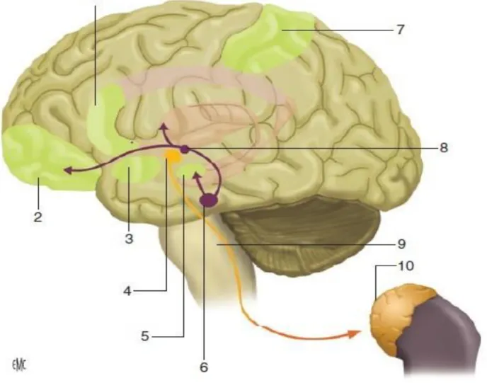Figure 1 : Régions cérébrales impliquées dans l'empathie 