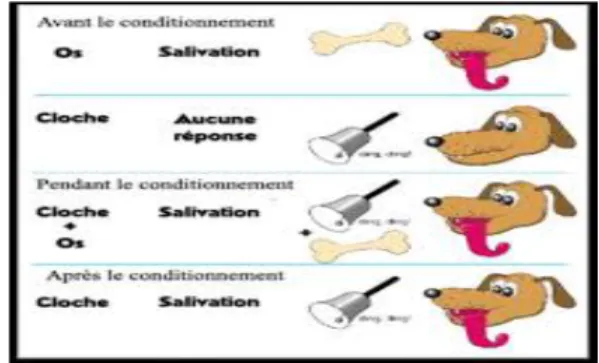 Figure n°3 : Schéma du conditionnement de Pavlov. 