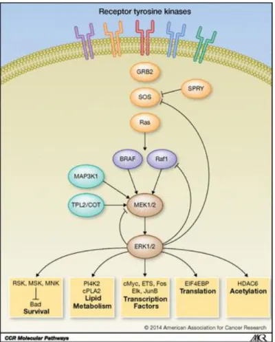 Figure 1 – Reproduced from Johnson et al, 2014, Clinical Cancer Research. Model of the ERK1/2 MAPK  signaling network controlled by receptor tyrosine kinases and Ras