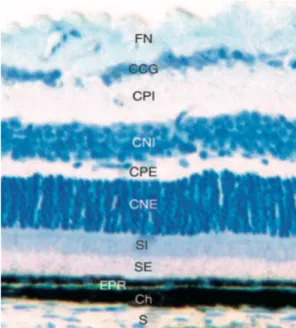 Figure  2 :  Image  en  microscopie  optique  d’une  coupe  semi-fine  de  rétine  de  souris  adulte