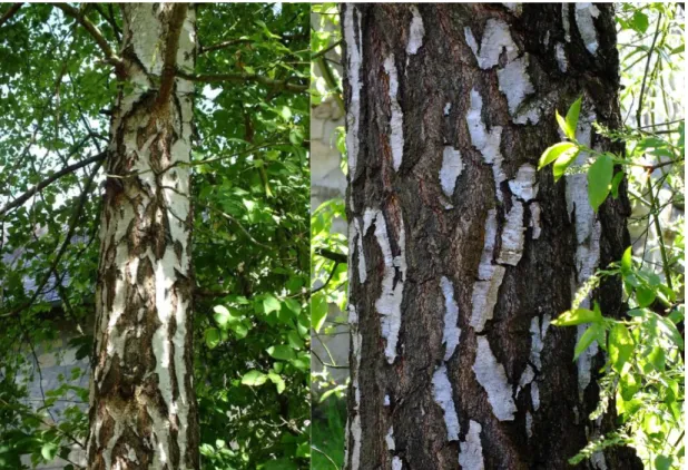 Figure 8 : A gauche vue générale d’un tronc de bouleau verruqueux (photographie  personnelle), à droite détail d’un tronc de bouleau (photographie personnelle) 
