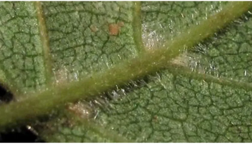 Figure 9 : Photographie des poils sur une feuille de bouleau pubescent [48] 