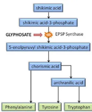 Figure 16 : Mécanisme d’action du glyphosate. (63) 