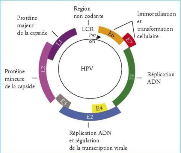 Figure 3 : Organisation du génome du HPV 