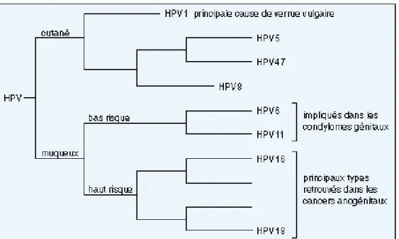 Figure 5 : Arbre phylogénique des HPV basé sur le tropisme de ces virus  et leur potentiel oncogène 