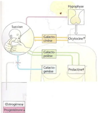 Figure 9 : Régulation neuro-hormonale des différentes phases de la sécrétion lactée [24, 25]