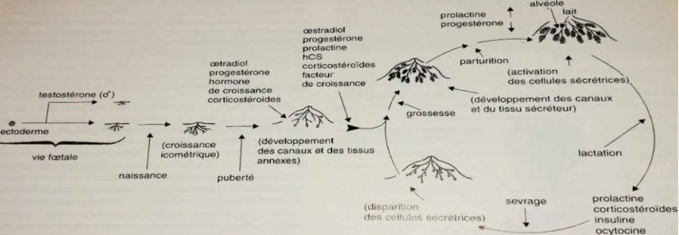 Figure 11 : Développement de la glande mammaire et action des hormones sur celui-ci [29]