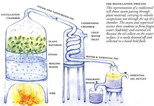 Figure 4 : Processus d’hydro-distillation de matière végétale (17) 