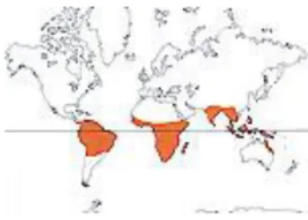 Figure 5: répartition pantropicale du Gingembre 