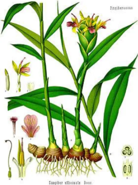 Figure 6: représentation d'une plante entière de Gingembre 