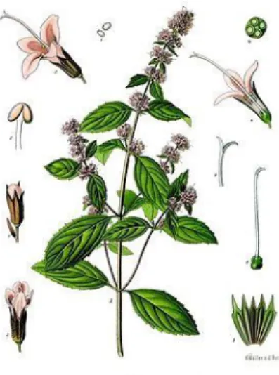 Figure 8: Menthe poivrée 