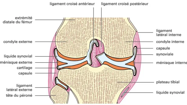 Figure 1: articulation synoviale du genou 