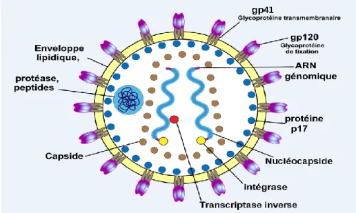 Figure 2 : Structure du VIH  Source : (Seroposition 2011) 