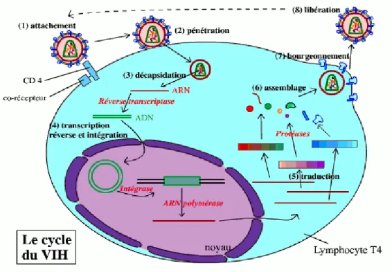 Figure 4 : Le cycle de réplication du VIH  Source : (Ghdiri 2017) 