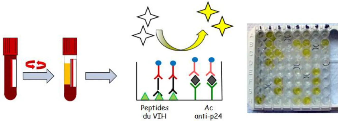 Figure 7 : Schéma du test ELISA mixte combiné  Source : (Descamps 2015) 
