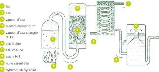 Figure 6: Distillation de la menthe verte (http://www.kisskissbankbank.com/floraluna-un-alambic-a-energies- (http://www.kisskissbankbank.com/floraluna-un-alambic-a-energies-renouvelables consulté en janvier 2015) 