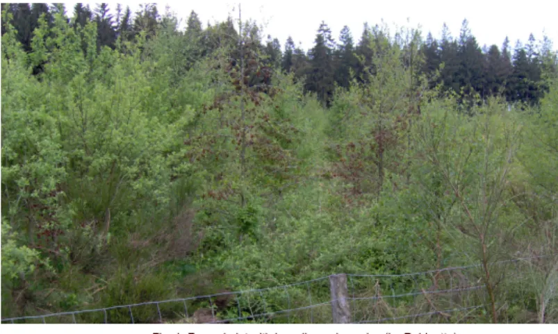 Fig 4.  Ratio    between microbial C  and  microbial N  below different tree species.  Mean +  1  standard  error,  n=6