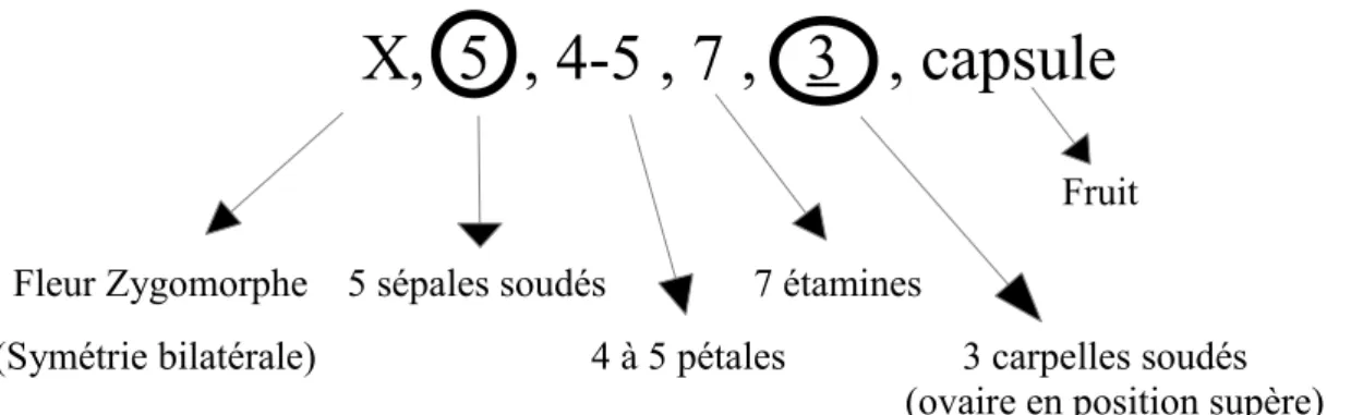 Figure 6 : Formule florale du marronnier d'Inde 