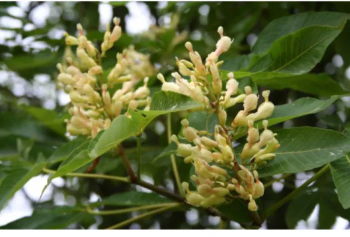 Figure 9 : Aesculus flava [25]