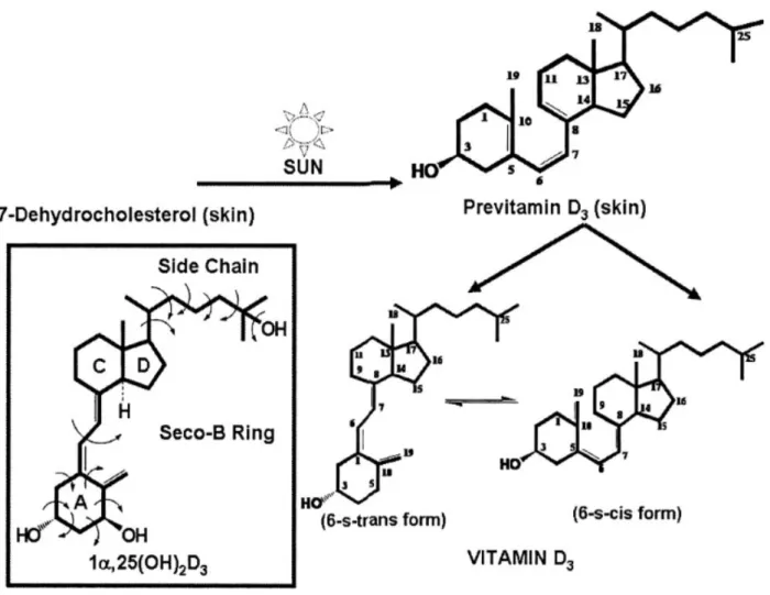 Figure 4 : Synthèse de la vitamine D3 transformation moléculaire 2 Hydroxylation hépatique 