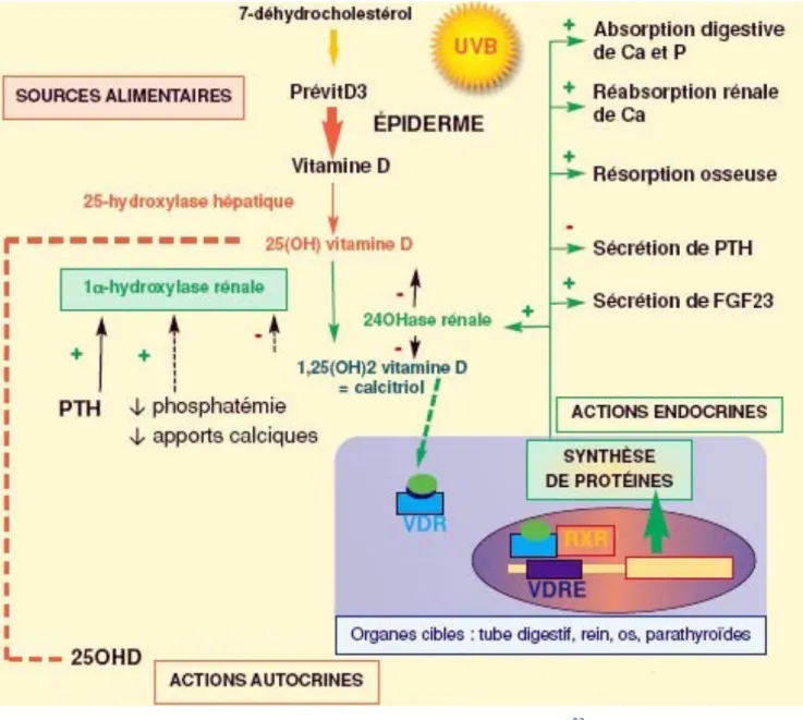 Figure 6 : Actions endocrines de la vitamine D 23