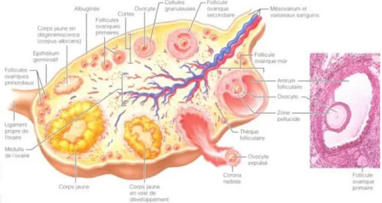 Figure 1 : Représentation schématique de la folliculogenèse au sein de l’ovaire (Marieb  Elaine anatomie et physiologie humaine, 2005)