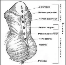 Figure 2 : Les différentes positions du méat urétral dans l’hypospadias (Weiner et Hensle,  2000)