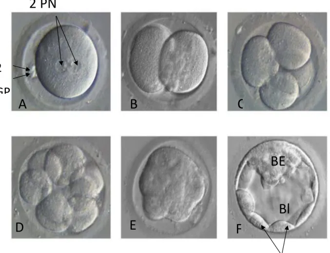 Figure 7 : Développement embryonnaire de J1 à J5. (J. F. Guérin, les techniques  biologiques en FIV, volume 5, 2003) 
