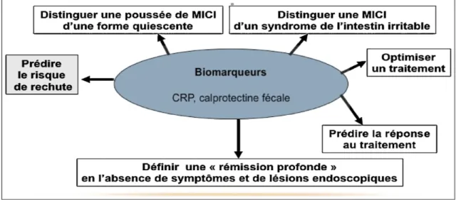 Figure 6 : Intérêt des biomarqueurs de lʼinflammation (protéine C-réactive et Calprotectine) en fonction des différents stades de prise en charge de la MICI