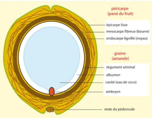 Figure 5 : Coupe transversale d’une noix de coco 
