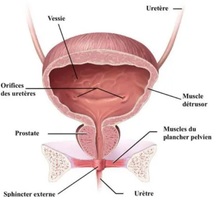 Figure 4 : Représentation de la vessie (chez l’homme) (2) 
