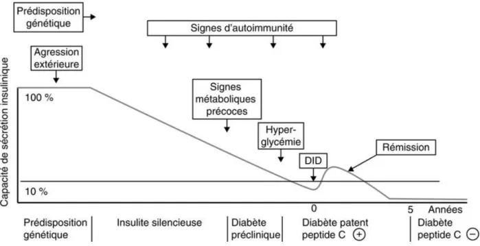 Figure 4 : Histoire naturelle du diabète de type 1 [21] 
