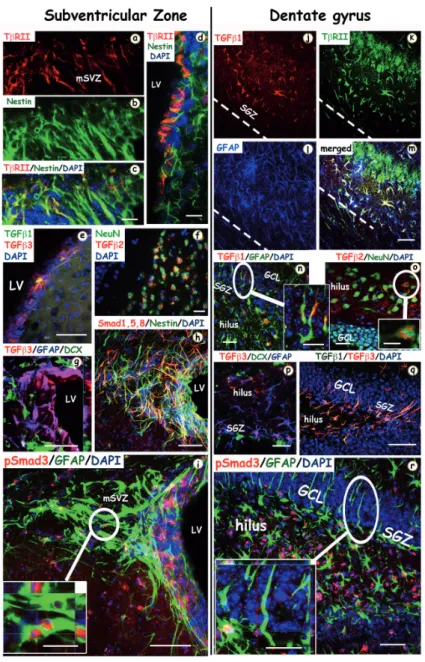Figure 2. Confocal images of the TGF-β ligands, receptors and signaling proteins in the SVZ and DG in the in‐