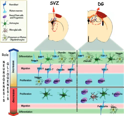 Figure 3. Modulation of neurogenesis and gliogenesis after adult brain injury by members of the TGF-β cyto‐