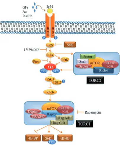 Figure 1. General overview of PI3K-dependent and mTor-driven IIS cascade and points of interference of serveral in‐