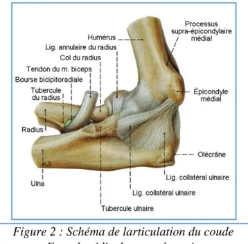 Figure 2 : Schéma de larticulation du coude  Encyclopédie du corps humain 