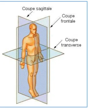 Figure 3 : Position anatomique de référence ou position de Troisier  Encyclopédie Academic 