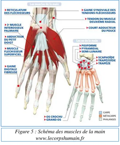 Figure 5 : Schéma des muscles de la main  www.lecorpshumain.fr 