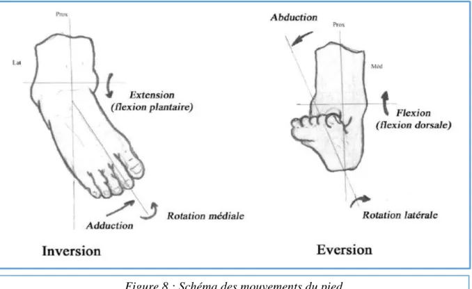 Figure 8 : Schéma des mouvements du pied 