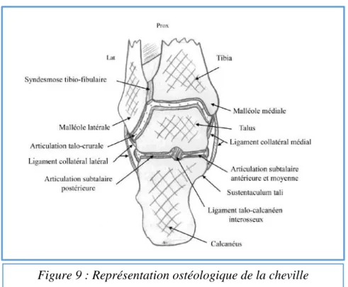 Figure 9 : Représentation ostéologique de la cheville 