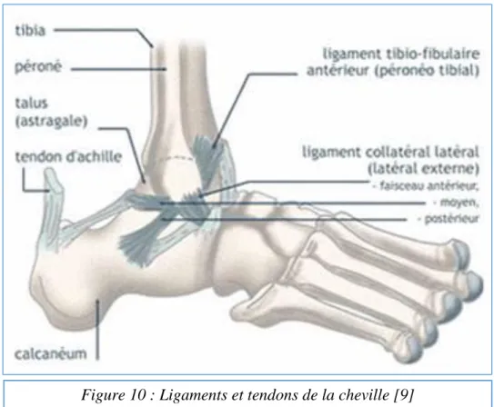 Figure 10 : Ligaments et tendons de la cheville [9] 