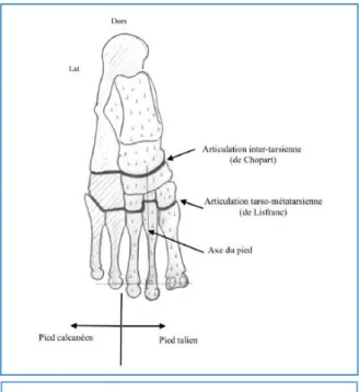 Figure 11 : Schéma arthrologique du pied 