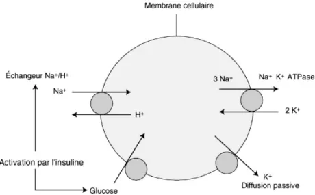 Figure 3 : Mécanisme d’action de l’insuline à l’origine des mouvements de K+ à travers  la membrane cellulaire  