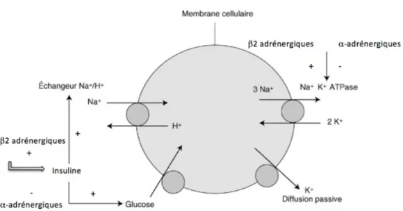 Figure 4 : Mécanisme d’action des catécholamines à l’origine des mouvements de K+ à  travers la membrane cellulaire 