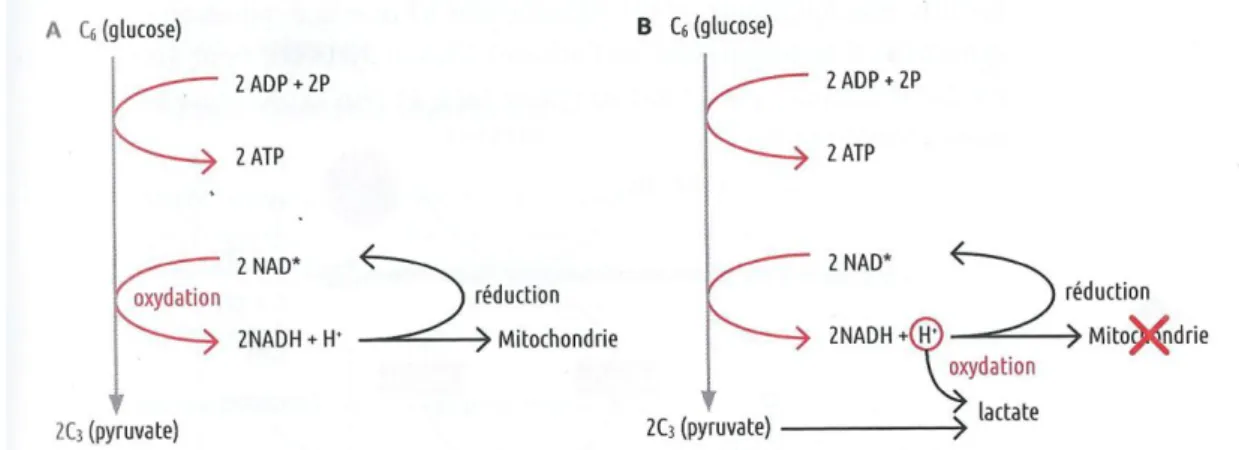 Figure 8. Recyclage du NAD pour pérenniser la glycolyse.[9] 