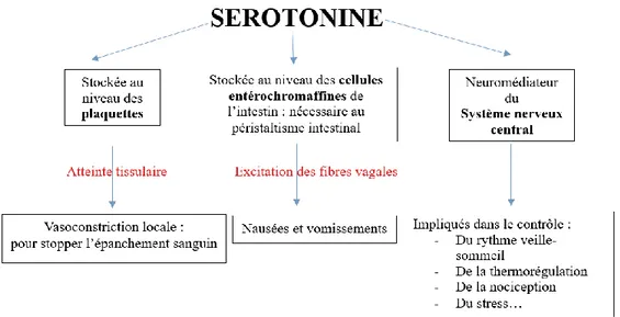 Figure I : Mécanisme d’action de la sérotonine (d’après (7))  