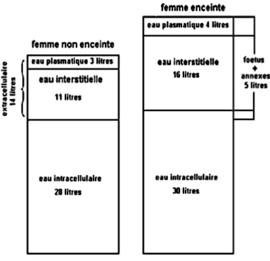 Figure 9 Comparaison de la répartition des compartiments liquidiens entre une femme non enceinte et une femme enceinte