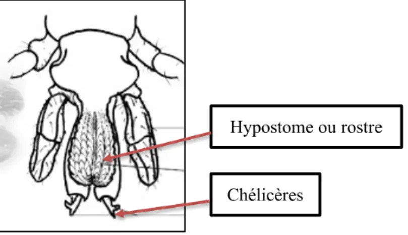 Figure 5 : Pièces buccales d’Ixodes ricinus (10) 