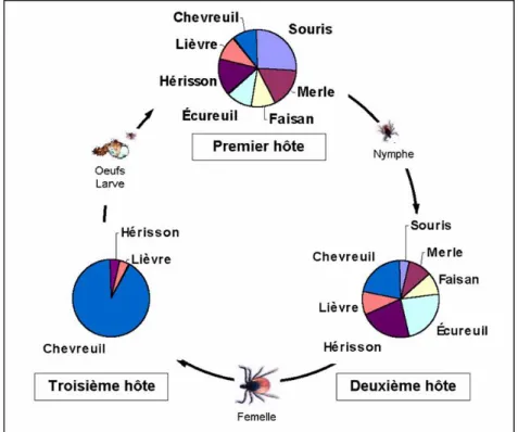 Figure 7 : Importance relative des hôtes d’Ixodes ricinus à ses différents stades de  développement (12) 