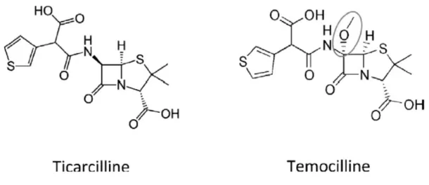 Figure 1 : Structures chimiques de la ticarcilline et de la témocilline. Seul l’ajout du radical méthoxy O-CH3 diffère entre les deux  molécules